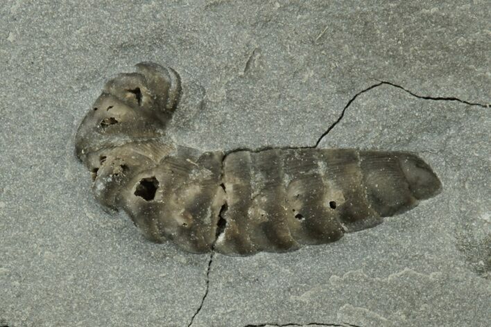 Rare Armored Worm (Lepidocoleus) Fossil Pos/Neg - New York #232100